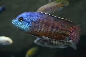 How To Identify Types Of African Cichlid Fish Pets