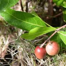 Image result for Ficalhoa laurifolia