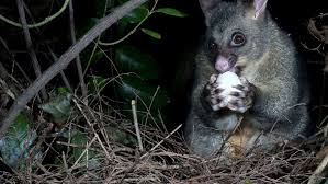 Some countries eat cat meat regularly, whereas others have only consumed some cat meat in desperation during wartime or poverty. Possums New Zealand Animal Pests And Threats