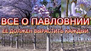 секрет раскрыт лучшее удобрение всех времен чай из травы Vse O Pavlovnii Pavlovniya Derevo Kotoroe Vas Udivit Pavlovniya Paulownia Youtube V 2020 G Sadovye Proekty Sadovye Rasteniya Idei Ustrojstva Zadnego Dvora