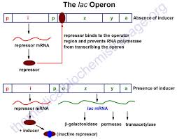 control of gene expression