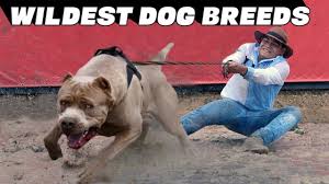 Dog breeds wouldnt last for long in the wild as well… we already know the answer: 10 Wildest Dog Breeds Youtube