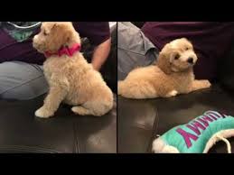 The litter is an f1 first generation mix breed as party goldendoodles. Mimi Buster S F1b Medium Size Goldendoodle Puppies Youtube