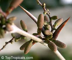 Image result for Acacia cornigera