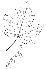 Genus Acer L Maple Clipart Etc Maple Leaf Drawing Leaf Drawing Leaf Outline