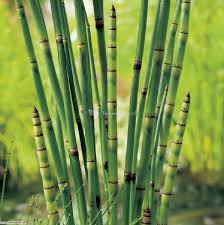 Delivery time can not be guaranteed, if a. Equisetum Japonicum P9 Newlands Garden Centre