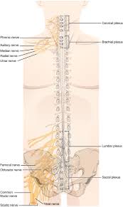 13 3 Spinal And Cranial Nerves Anatomy Physiology