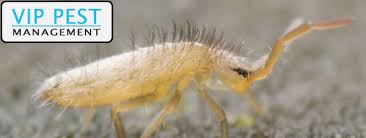 Mids pest control is a leading provider of pest control services in hertfordshire. How To Get Rid Of Springtails Vip Pest Management