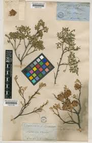 Image result for Atalaya alata