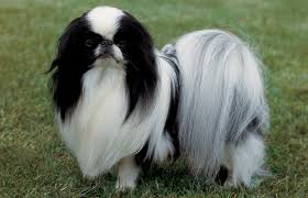 Image result for Irish Lapdog