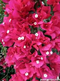 Talked to my mother who says theirs died almost immediately a few years back. Bougainvillea Secrets Sharing All I Know About This Colorful Plant