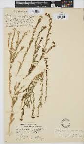 Image result for Osteospermum muricatum