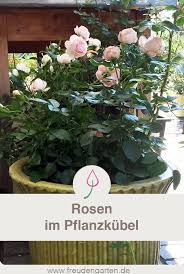 Lesen sie hier, wie sie ihre pflanzen überwintern. Rosen Im Topf Und Kubel 9 Tipps Zum Pflanzen Pflege Sorten Begleiter Und Zum Uberwintern Garten Rose Roses Plants Garden