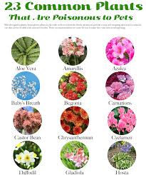B) no trivial, obvious, or common facts (eg: 23 Common Plants Poisonous To Pets Lakeside Garden Guild