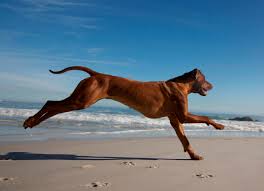 The unregulated breeders who are selling outside of. Tautonga Rhodesian Ridgeback Kennel Home Facebook