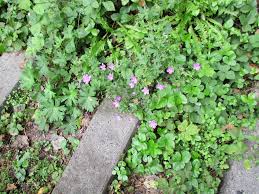 Image result for Geranium aculeolatum