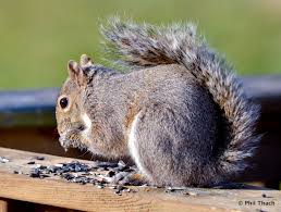 Image result for squirrel poop
