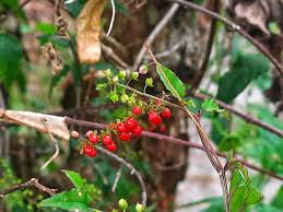 Image result for Petiveriaceae