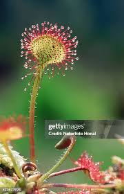 Image result for Droseraceae