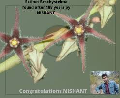 Image result for Swertia brownii