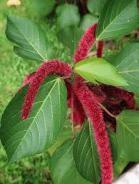 Image result for Acalypha hispida