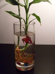 Betta fish has been since early times of its discovery been used for fight shows which started in thailand initially leading to its fame all over the globe. This Item Is Unavailable Etsy Lucky Bamboo Plants Bamboo Plants Fish Plants