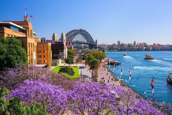 Bỏ túi' 10 địa điểm ngắm hoa phượng tím đẹp ở Sydney - Úc