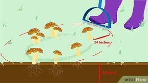 Mushrooms can grow in many different areas of your lawn, including on the stumps of old trees. 3 Ways To Kill Mushrooms Wikihow