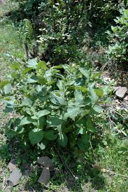 Image result for Vincetoxicum stenolobum