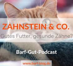 der barf gut podcast die ewige last mit den zahnen zahnstein podcast katzen