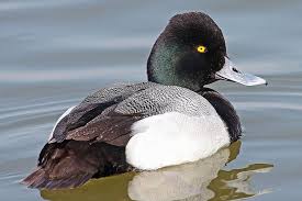 Identification Water Birds Of Colorado Lesser And Greater Scaup Identification Tips Bird Identification Wild Birds Greater