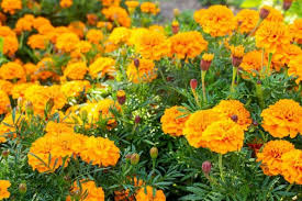 Marigold (Tagetes): Benefits, Care Tips, and Flower Types