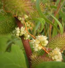 Image result for Cuscuta australis