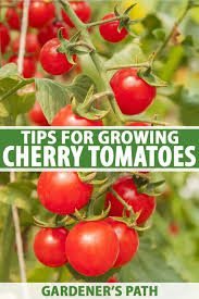 Tomato plants will not set fruit until the night time temperature reaches 55 f./10 c., so planting tomato plants when the night time. How To Grow Cherry Tomatoes Gardener S Path