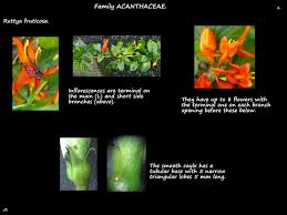 Image result for Ruttya fruticosa