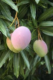 Lemon, lime, orange, satsuma, kumquat. 10 Fruit Trees Good To Grow In The Uae