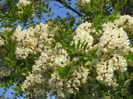 La pianta e una specie di stecco color avorio senza foglie tipo un asparagio. Dal Giardino Al Piatto I Fiori Eduli Da Usare In Cucina Agrodolce