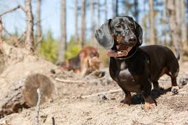 The short hair type version is easier from a maintenance standpoint, whereas long haired dachshunds need their hair brushed a few times per week for around 15 minutes. Miniature Dachshund Facts Lovetoknow