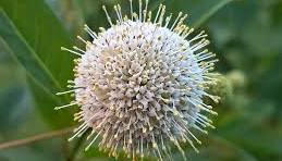 NC Native Plant Forum | Facebook