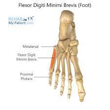 We did not find results for: Flexor Digiti Minimi Brevis Foot Rehab My Patient
