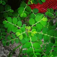 Image result for Phyllanthus fraternus