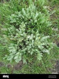 Image result for Pentzia