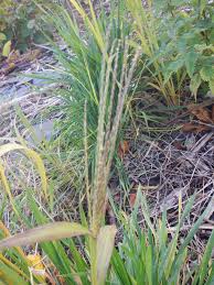 Image result for Digitaria diagonalis