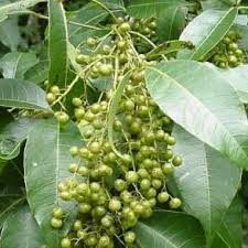 Image result for Searsia gueinzii