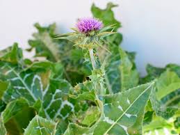 We did not find results for: Milk Thistle Care And Growing Guide
