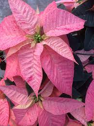 Red Cinnamon Poinsettia Poinsettia Plant Poinsettia Plant Leaves