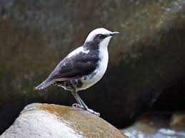 Image result for Leucas capensis