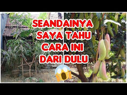 Maka, dua tumbuhan mangga ini bisa digabungkan dengan cara kulit calon tunas mangga berbuah banyak ditempelkan pada tulang tumbuhan mangga yang berakar kuat. Rahasia Terbongkar Ternyata Mangga Dari Biji Bisa Cepat Berbuah Tanpa Cangkok Agropark Youtube