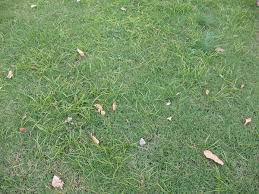 Image result for Kyllinga