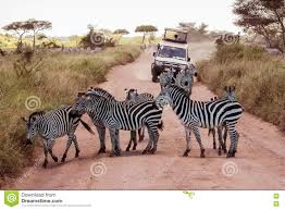 Jeep Surrounded By Zebras On Safari Editorial Stock Image - Image ...